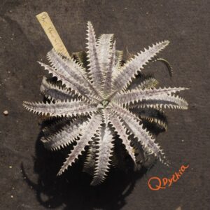 Dyckia Bone x (Silver Back x ML)
