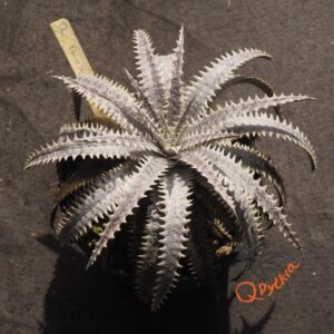 Dyckia Bone x (Silver Back x ML)