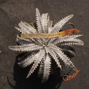 Dyckia Bone x (Silver Back x ML)