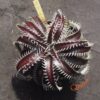 Dyckia ML var estevesii Bill Baker Clone x Bangkok Star