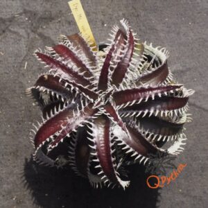 Dyckia ML var estevesii Bill Baker Clone x Bangkok Star