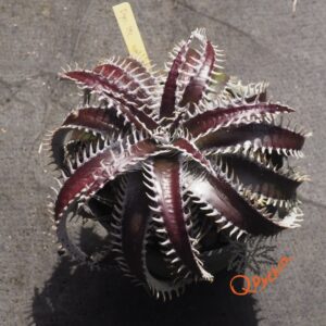 Dyckia ML var estevesii Bill Baker Clone x Bangkok Star