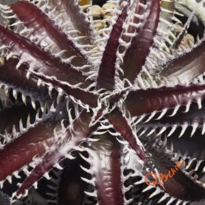 Dyckia ML var estevesii Bill Baker Clone x Bangkok Star