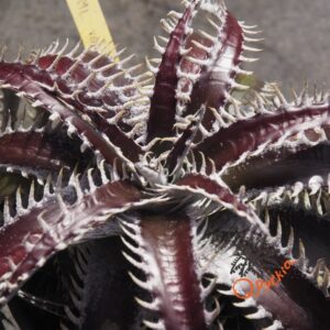 Dyckia ML var estevesii Bill Baker Clone x Bangkok Star