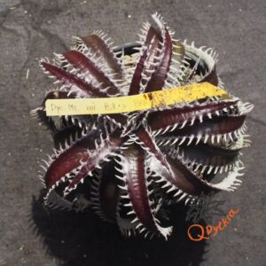 Dyckia ML var estevesii Bill Baker Clone x Bangkok Star
