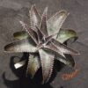 Dyckia ML Super Wide Leaf x Red Lotus