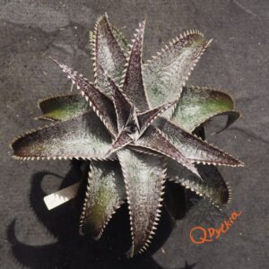Dyckia ML Super Wide Leaf x Red Lotus