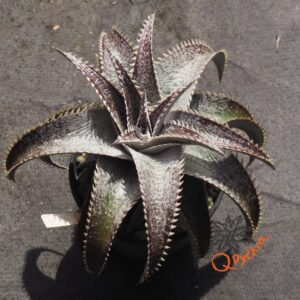 Dyckia ML Super Wide Leaf x Red Lotus