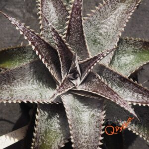 Dyckia ML Super Wide Leaf x Red Lotus