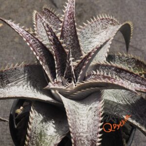 Dyckia ML Super Wide Leaf x Red Lotus