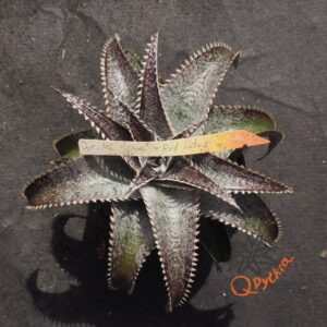 Dyckia ML Super Wide Leaf x Red Lotus