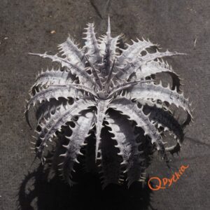Dyckia Kelly x Sawfish
