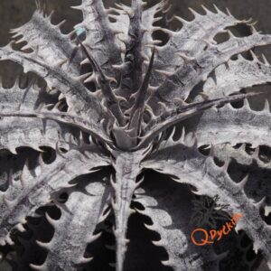 Dyckia Kelly x Sawfish