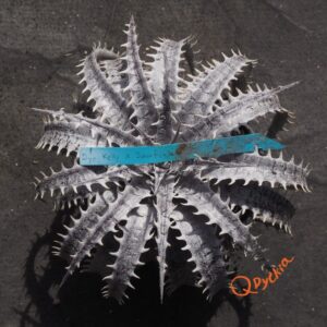 Dyckia Kelly x Sawfish