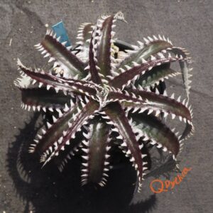 Dyckia Sky Walker