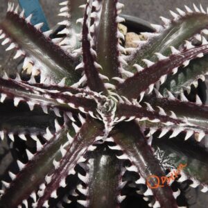 Dyckia Sky Walker