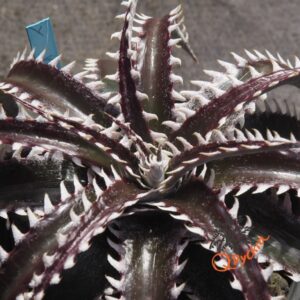 Dyckia Sky Walker