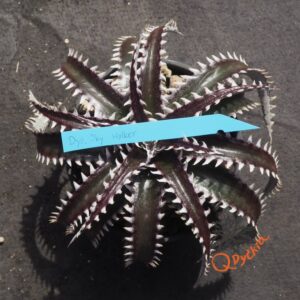 Dyckia Sky Walker