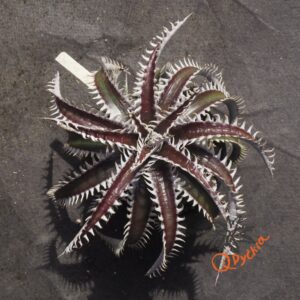 Dyckia ML var estevesii Bill Baker Clone F1