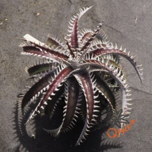 Dyckia ML var estevesii Bill Baker Clone F1