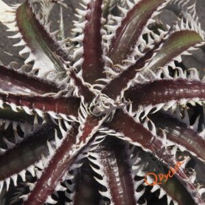 Dyckia ML var estevesii Bill Baker Clone F1