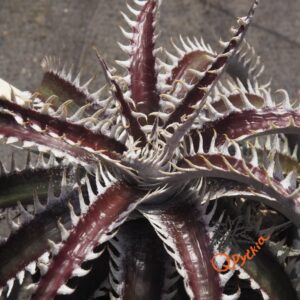 Dyckia ML var estevesii Bill Baker Clone F1