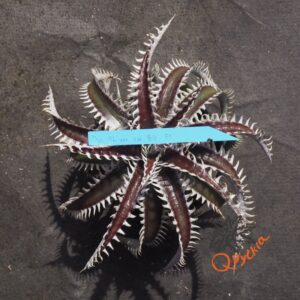 Dyckia ML var estevesii Bill Baker Clone F1