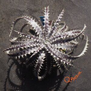 Dyckia Hybrid Tarzan #Q-04 x Bangkok Star