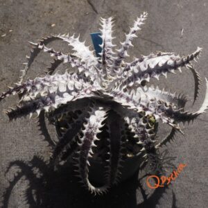 Dyckia Hybrid Tarzan #Q-04 x Bangkok Star