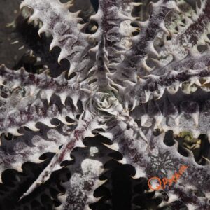Dyckia Hybrid Tarzan #Q-04 x Bangkok Star