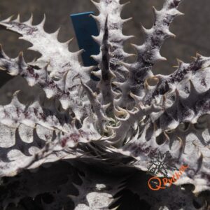 Dyckia Hybrid Tarzan #Q-04 x Bangkok Star
