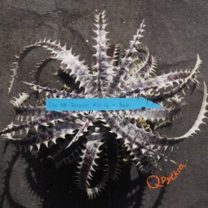 Dyckia Hybrid Tarzan #Q-04 x Bangkok Star