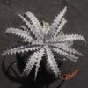 Dyckia Hybrid Tarzan #Q-01 x goehringii Red Clone