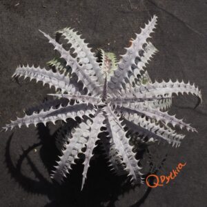 Dyckia Hybrid Tarzan #Q-01 x goehringii Red Clone