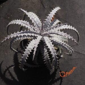 Dyckia Hybrid Tarzan #Q-01 x goehringii Red Clone