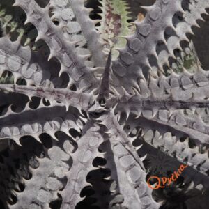 Dyckia Hybrid Tarzan #Q-01 x goehringii Red Clone