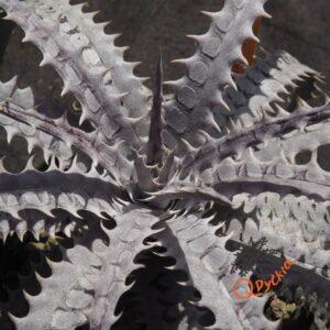 Dyckia Hybrid Tarzan #Q-01 x goehringii Red Clone
