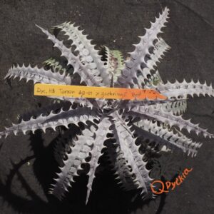 Dyckia Hybrid Tarzan #Q-01 x goehringii Red Clone