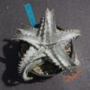 Dyckia ML Super Wide Leaf F1