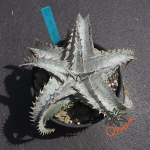Dyckia ML Super Wide Leaf F1