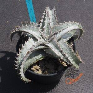 Dyckia ML Super Wide Leaf F1