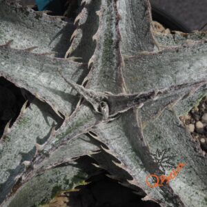 Dyckia ML Super Wide Leaf F1