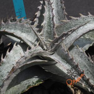 Dyckia ML Super Wide Leaf F1