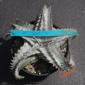Dyckia ML Super Wide Leaf F1