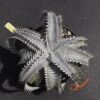 Dyckia HU-5 x T-REX