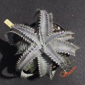 Dyckia HU-5 x T-REX