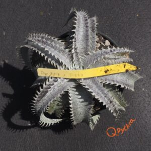 Dyckia HU-5 x T-REX