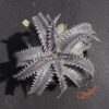 Dyckia HU-5 x Red Lotus