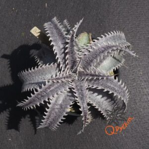 Dyckia HU-5 x Red Lotus