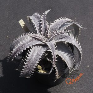 Dyckia HU-5 x Red Lotus